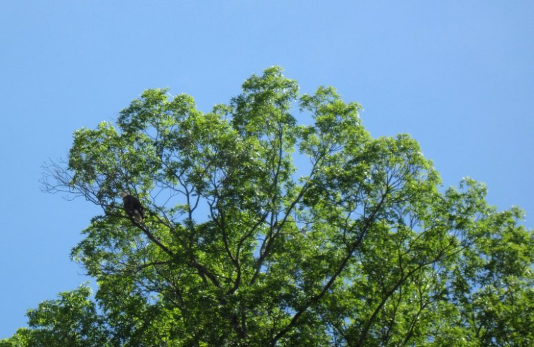 Immature Bald Eagle